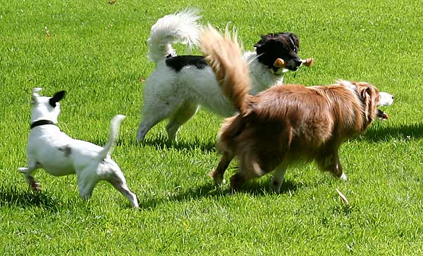 dogs playing