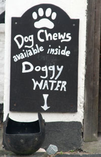 doggy water